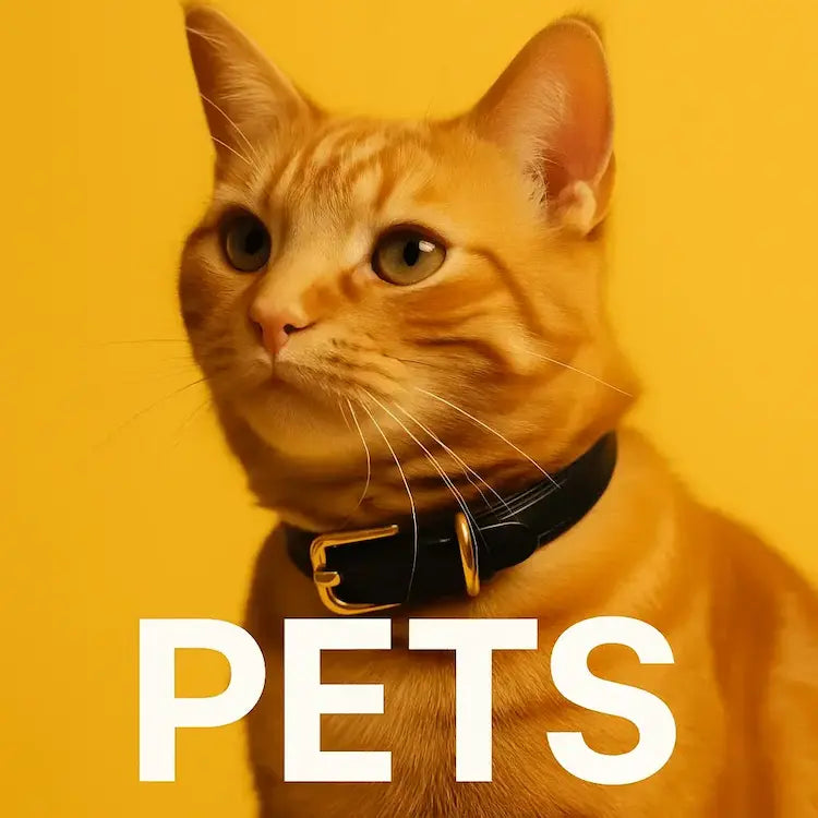 Orange tabby cat with black collar on yellow background, pet accessories text overlay