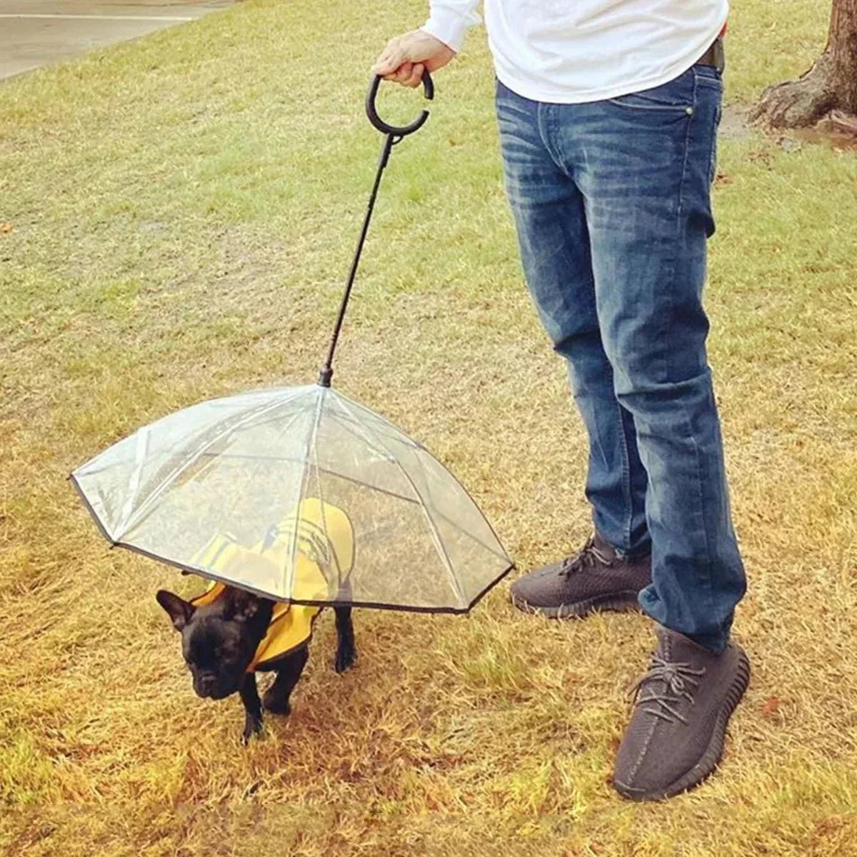 Small dog in a yellow raincoat under a clear dog umbrella on grass, walked by owner
