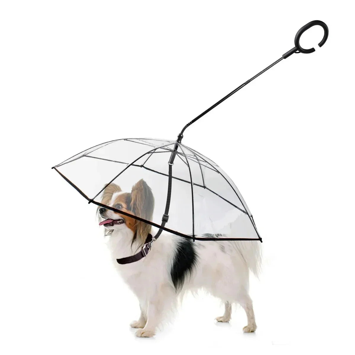 Small dog under clear dog umbrella with leash, pet rain protection on white background.