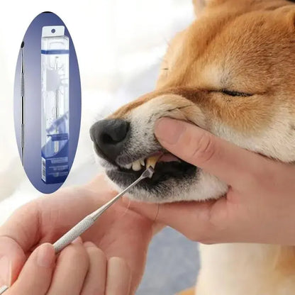 Person using a stainless steel dog dental cleaner tool to clean a Shiba Inu's teeth, pet oral care