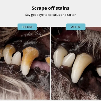Before and after close-up of dog teeth showing removal of calculus and tartar with dental cleaning tool